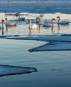 Swans And Ice Formations At Dusk