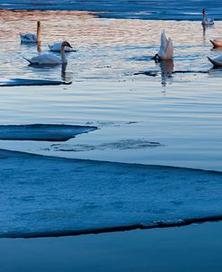 Swans and Ice at Dusk