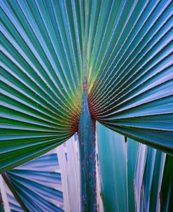 7 Abstract Art Palm Leaf