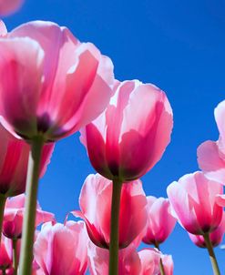 Cluster Of Pink Tulips