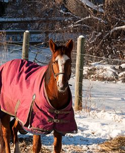 Horse In Snow Covered Pasture