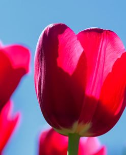 The Magenta Tulip