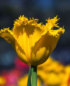 Yellow Tulip With Soft Colors