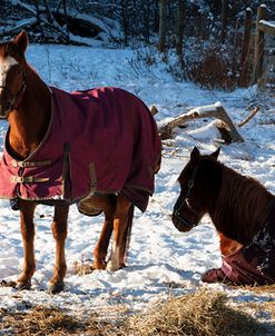 Two Horses In Snow Covered Pasture