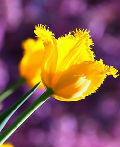 Yellow Tulip Soft Purple Background