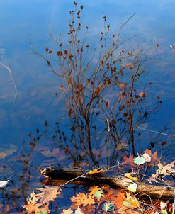Trout Pond Autumn Nys