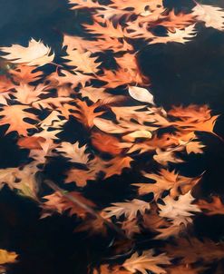 Autumn Oak Leafs Upon Water