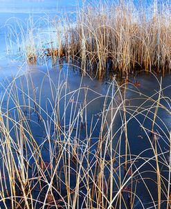 Bullrush And Reeds In Ice Mendon Ponds Nys