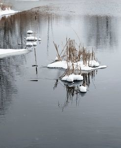 Cluster Of Reeds In Snow On Icy Pond
