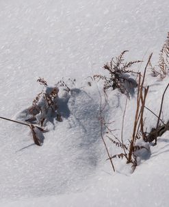 Digital Art Goldenrod Remains In Snow