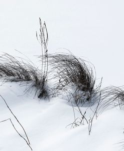 Sagebrush In Snowdrifts And Wind B&W