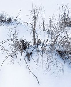 Sagebrush In Winters Snow And Wind B&W