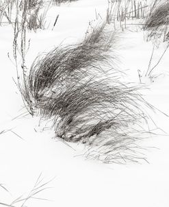 Sawgrass In Winters Snow And Wind B&W