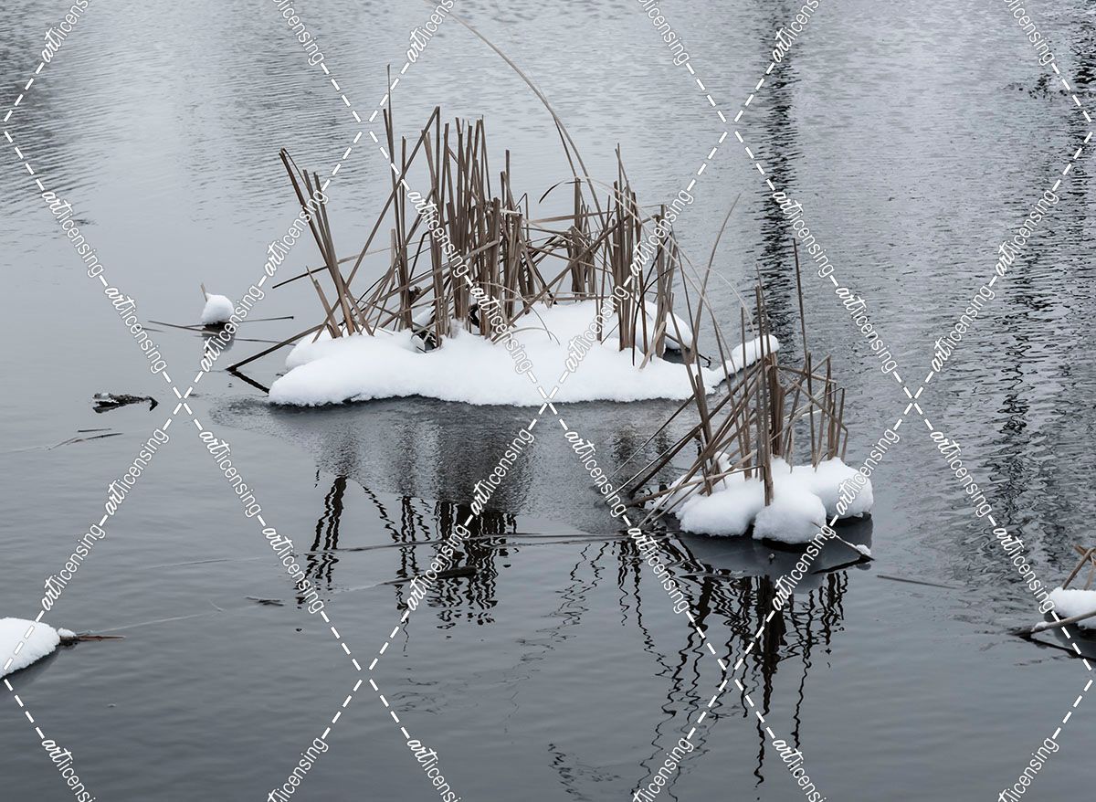 Two Cluster Of Reeds In Snow On Icy Pond