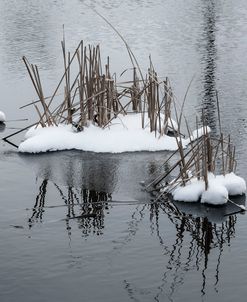 Two Cluster Of Reeds In Snow On Icy Pond