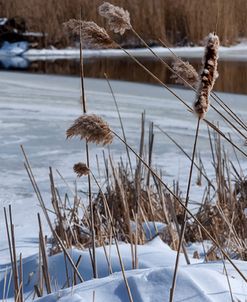 Cattails In Snow With Pond