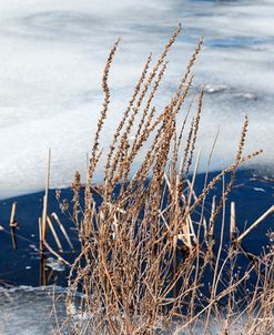 Dried Weeds And Ice On Pond