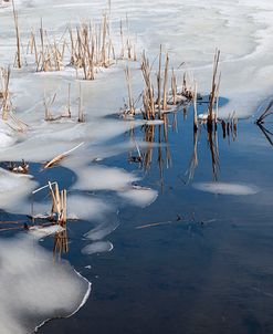 Ice And Snow With Reeds On Pond
