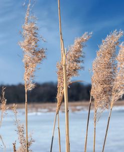 Phragmites Against Blue Sky Winter