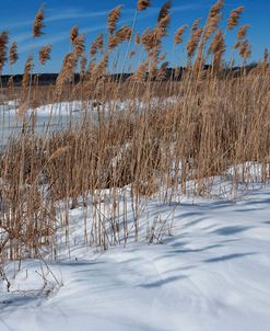 Phragmites And Shadows In Snow