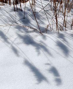 Phragmites Shadows In Snowdrifts
