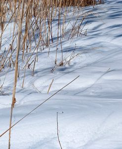 Shadows And Shapes In Snow