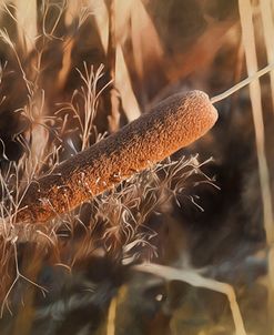 Brown Cattail With Soft Yellow Pastel