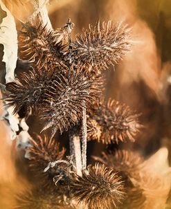 Brown Thistle An Leaf Soft Yellow Pastel