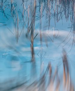 Swirling Cattails Double Exposure