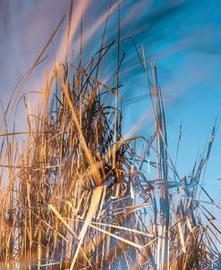 Swirling Cattails