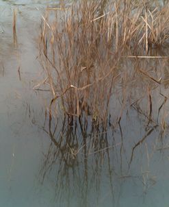 Bullrush In Water Shades Of Soft Blue