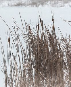 Cattails In Wind And Snow
