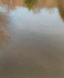 Tree Reflections By Pond