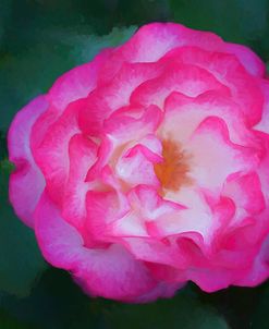 Magenta Rose
