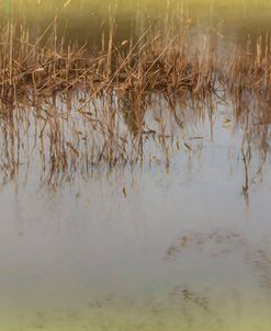 Reeds In Pond Shades Of Yellow