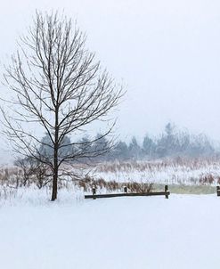 Tree In Wilderness And Snowstorm