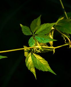 Digital Painting Grape Leafs At Sunset