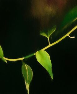 Digital Painting Leafs And Vine At Dusk