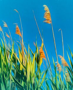 Digital Painting Phragmites Against Blue Sky