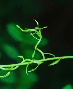 Green Vine Liquid Pencil Drawing