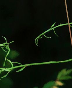 Curly Green Vine Liquid Pencil Drawing