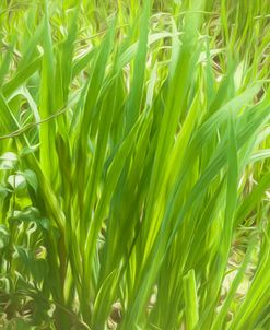Reeds And Poison Ivy In Breeze