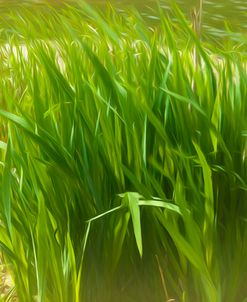 Reeds Along Seacoast