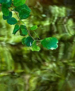 Mulberry Tree Branch Over Brook