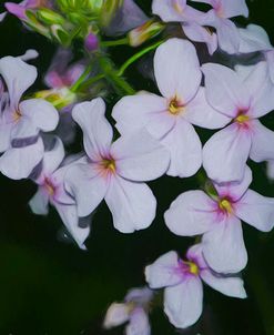 Digital art wild purple and pink flowers