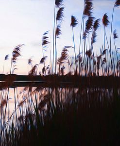 Digital art phragmites in blue sky sunset