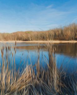 Cattails Along Pond Early Spring