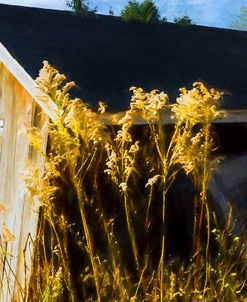 Golden Rods Along Abandon Barn Autumn