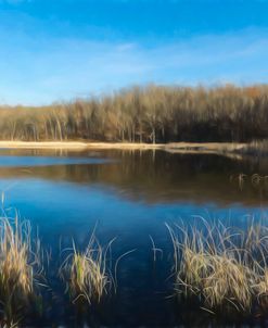 Reeds And Forest Along Pond