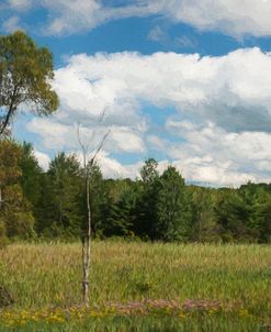 Spring Afternoon In Meadow